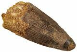 Fossil Spinosaurus Tooth - Robust Tooth #329529-1